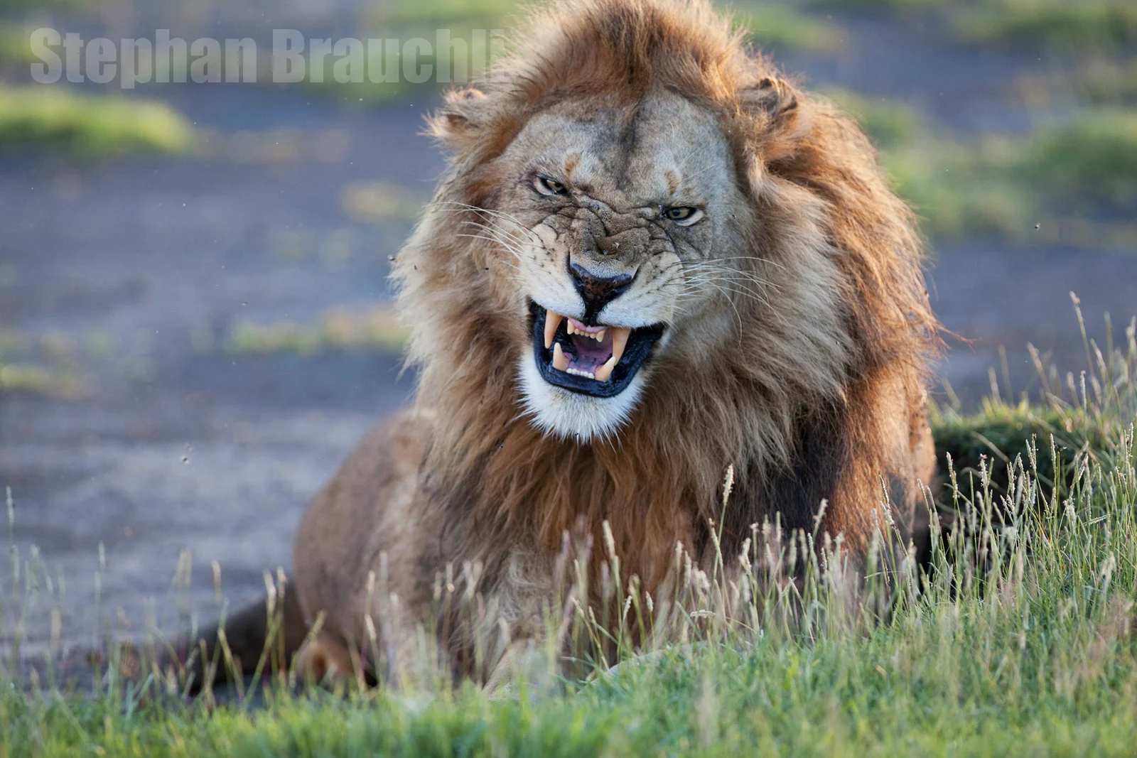 Wildlife